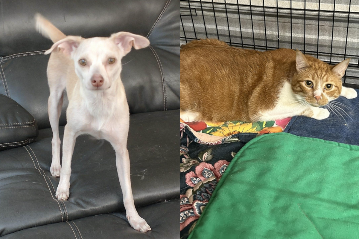 090323 petsofweek